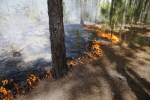 GEORGIA FORESTRY COMMISSION: PARDON OUR SMOKE