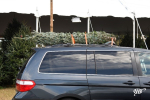 AAA SAFETY ALERT: SECURE YOUR TREE BEFORE DRIVING IT HOME