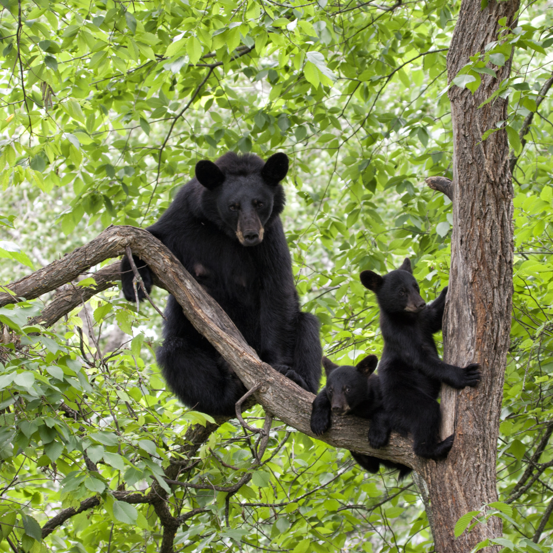 Four Bears Spotted in Tree in Chesapeake {VIDEO} Four Bears Spotted in Tree in Chesapeake {VIDEO}