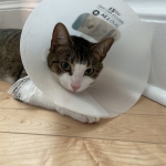 It’s Hard Being A Kitty Cat -Georgia