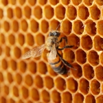 Enormous Beehive Removed from Richmond Apartment Ceiling. ~ CASH {Pics}
