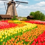 Dutch Farmers Are Writing Special Messages in Their Tulip Fields [PICS]~Carly!