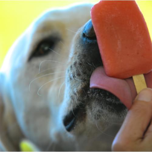 10 Frozen Treats To Make For Your Dog All Summer Long {How-To-Video}