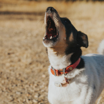 Rescued Virginia Dog to Appear in 2023 Puppy Bowl!