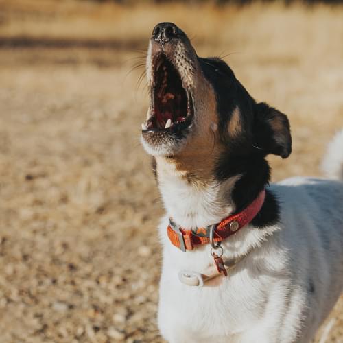 Rescued Virginia Dog to Appear in 2023 Puppy Bowl!