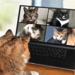 WATCH: Lawyer Has Cat-astrophic Zoom Meeting