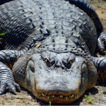 Fisherman runs away from Gator trying to eat the fish he just caught. What!?!? ~ CASH {Watch}