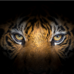 There’s a Tiger on the loose in Houston, Texas. Yes, you heard right, Tiger! ~ CASH {Watch}