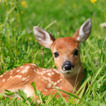 Cat and Baby Deer Play Together in Video Straight Out of a Disney Movie {WATCH}