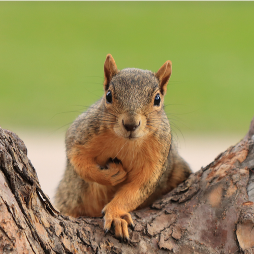 Science and Squirrels! Former NASA Engineer Mark Rober Is Back With Another Squirrel Maze! {WATCH} ~ Big Red