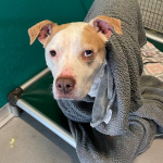 Furry Friday: Funny Girl Clancy Needs a Home