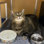 27lb Cat Up For Adoption at Chesapeake Humane Society Goes Viral on TikTok