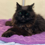 Ernest is a 12-Year-Old Blind Cat, Found As a Stray, Who Needs a Home