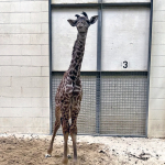 Virginia Zoo Welcomes Newborn Masai Giraffe {VIDEO}