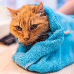 WATCH: Florida Man Steals Hearts After Rescuing Cat During Hurricane Ian