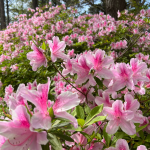 Norfolk Botanical Garden One of Best Places in South to See Azaleas in Bloom