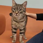 Meet Coraline: A Friendly and Loving Kitty with a Waived Adoption Fee at Chesapeake Animal Services!