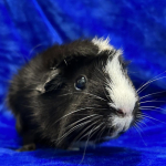 Meet Priscilla: The Friendly 6-Year-Old Guinea Pig Seeking a Forever Home!