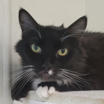 Sylvester: Friendly Feline Rescued from Hoarding Situation Seeks Forever Home at Portsmouth Humane Society