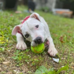 Chrismutts Toy Drive: Spread Holiday Cheer to Chained Dogs in Southeastern Va and Northeastern NC