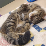 Meet Cutie Patootie: Social and Sweet Cat Up for Adoption at Virginia Beach Animal Care Center for Just $1