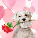 Spread the Love: Send a Heartfelt Valentine from a Shelter Pet!