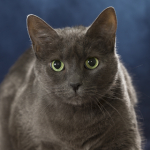 Adopt Storm: Loving Senior Cat Seeks New Home at Chesapeake Animal Services!