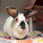 Adopt Hot Coco: Albino Bunny with a $1 Adoption Fee and Supplies Included!