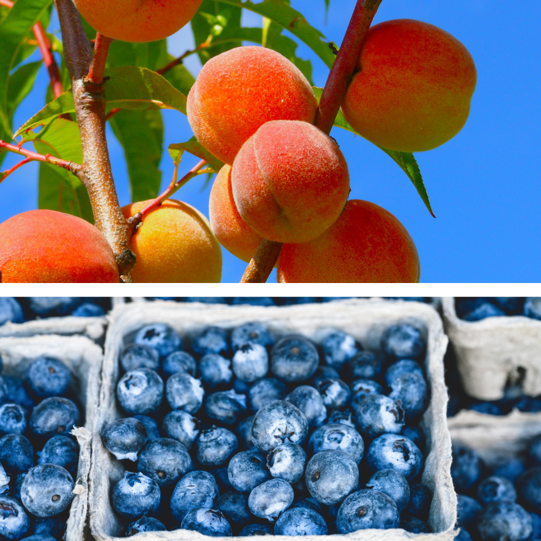 Summer Festivals You Don’t Want to Miss: Chincoteague Blueberry Festival and Knott’s Island Peach Festival