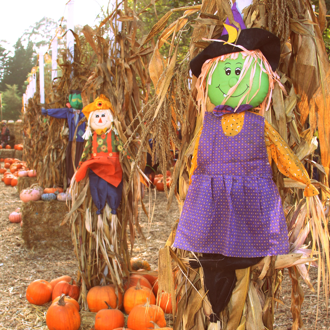 Fall 2024: Get a List of Pumpkin Patches, Hayrides, and Haunted Houses in Hampton Roads