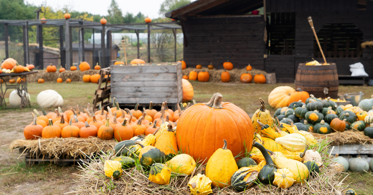 Fall 2024 Get a List of Pumpkin Patches, Hayrides, and Haunted Houses