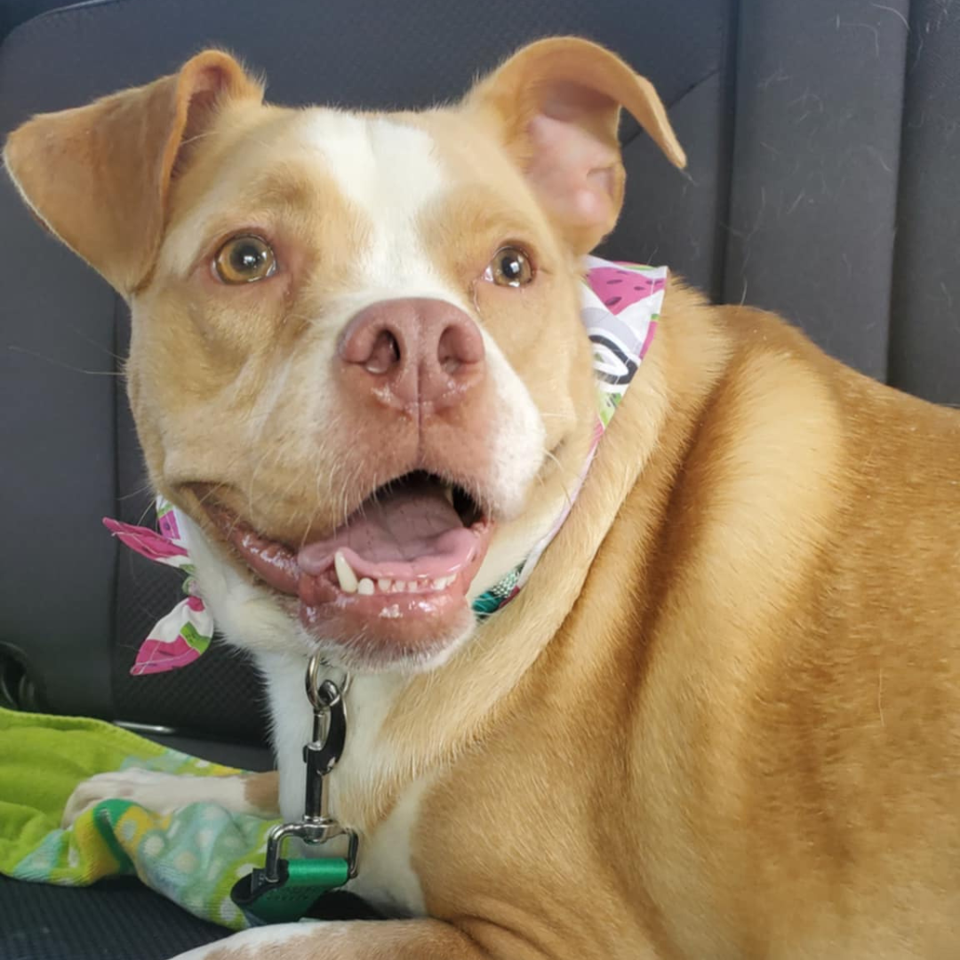 Adoption Fee Sponsored! Meet Nala, Norfolk Animal Care Center’s July Shelter Star
