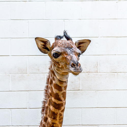 Active Duty Military Can Enjoy a Free Zoo Day with the USO of Hampton Roads and Virginia Zoo