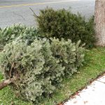 Here’s How To Discard your Christmas Tree in Hampton Roads