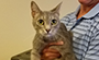 Shockley Honda Pet of the Week – 08/01/17