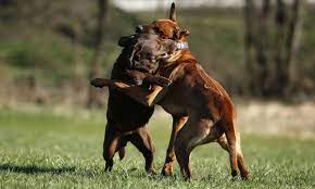 Three Sentenced For Roles In Interstate Dog Fighting Network