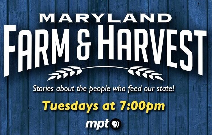 Bountiful Farms’ Goat Yoga Will Feature On Maryland Farm and Harvest TV Program