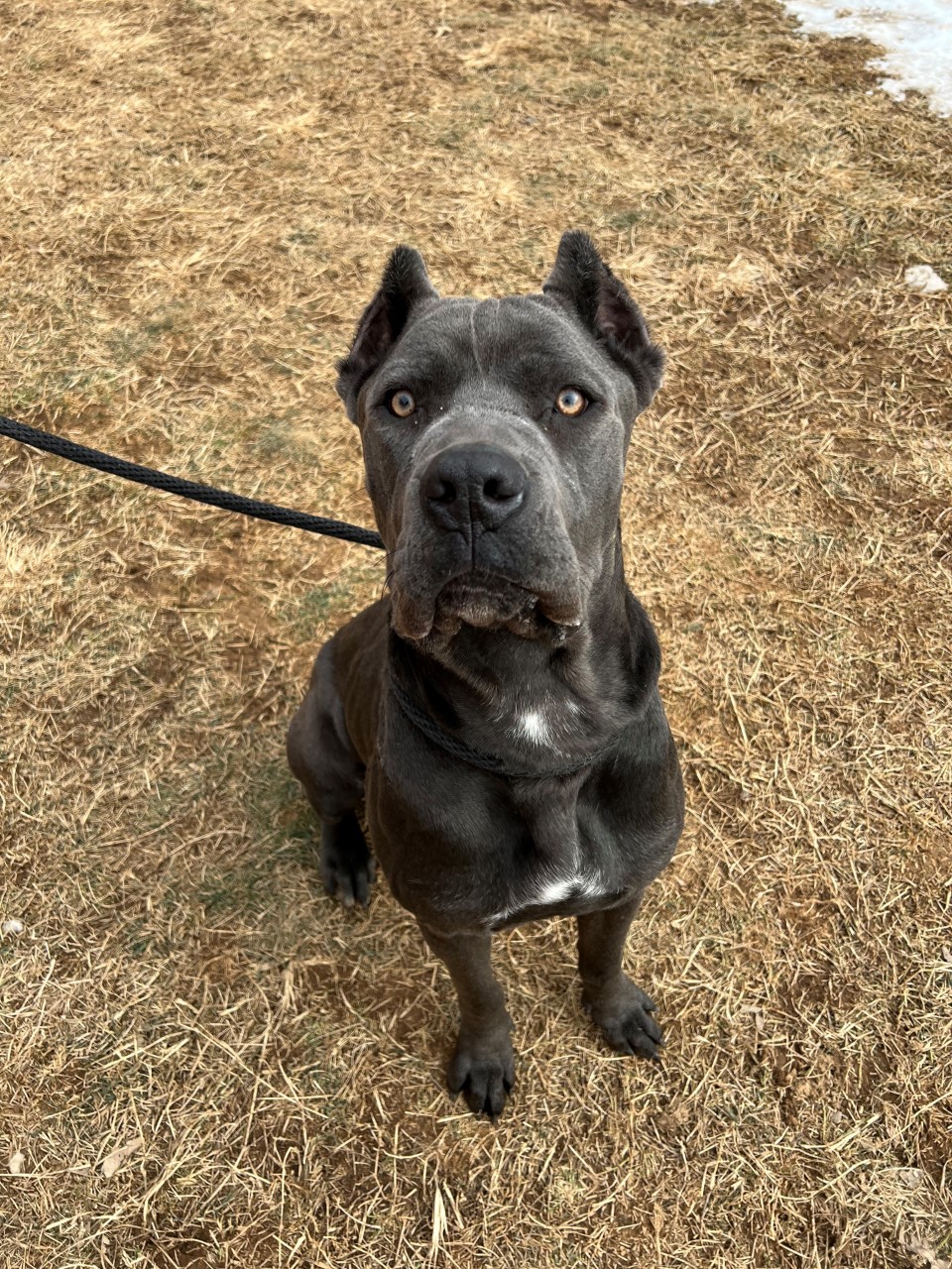 Frederick Man Charged With Animal Cruelty & Neglect