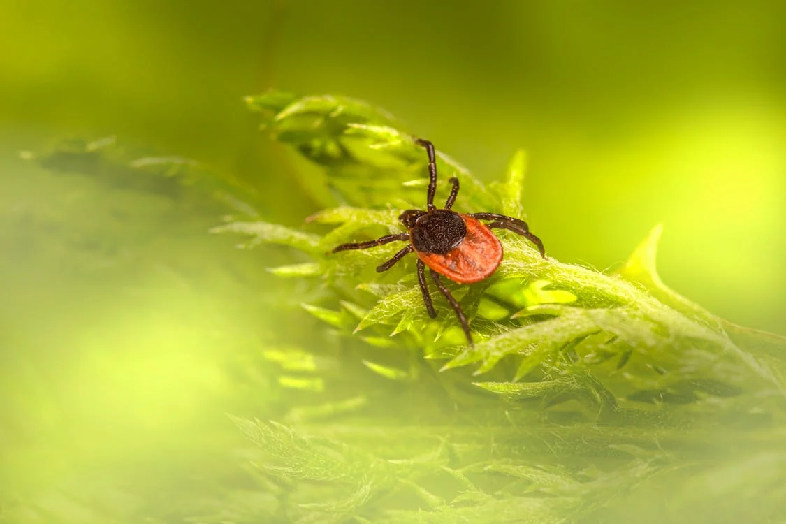 Marylanders Urged To Watch Out For Tick Borne Diseases This Spring