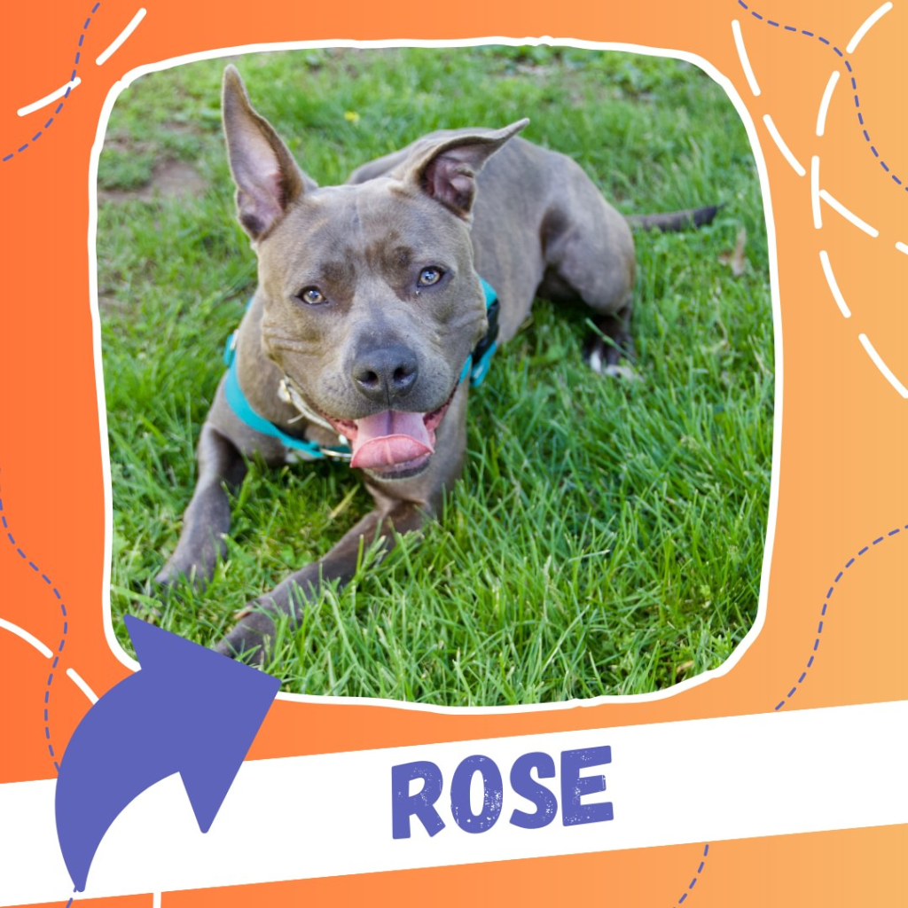 Frederick County Animal Control Runs Facebook Promotion For Adoptable