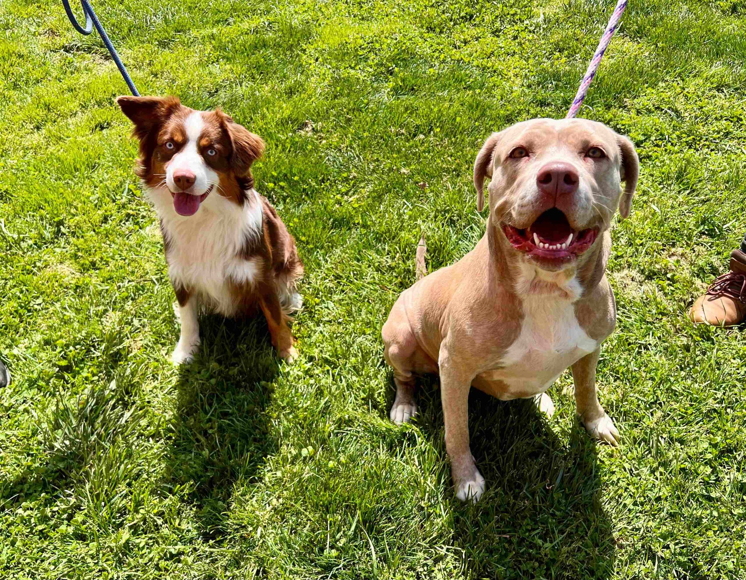 Dixie Ann & Ruger Our Care Veterinary Center Pet Of The Week