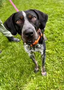 Odin-Our Care Veterinary Center Pet Of The Week