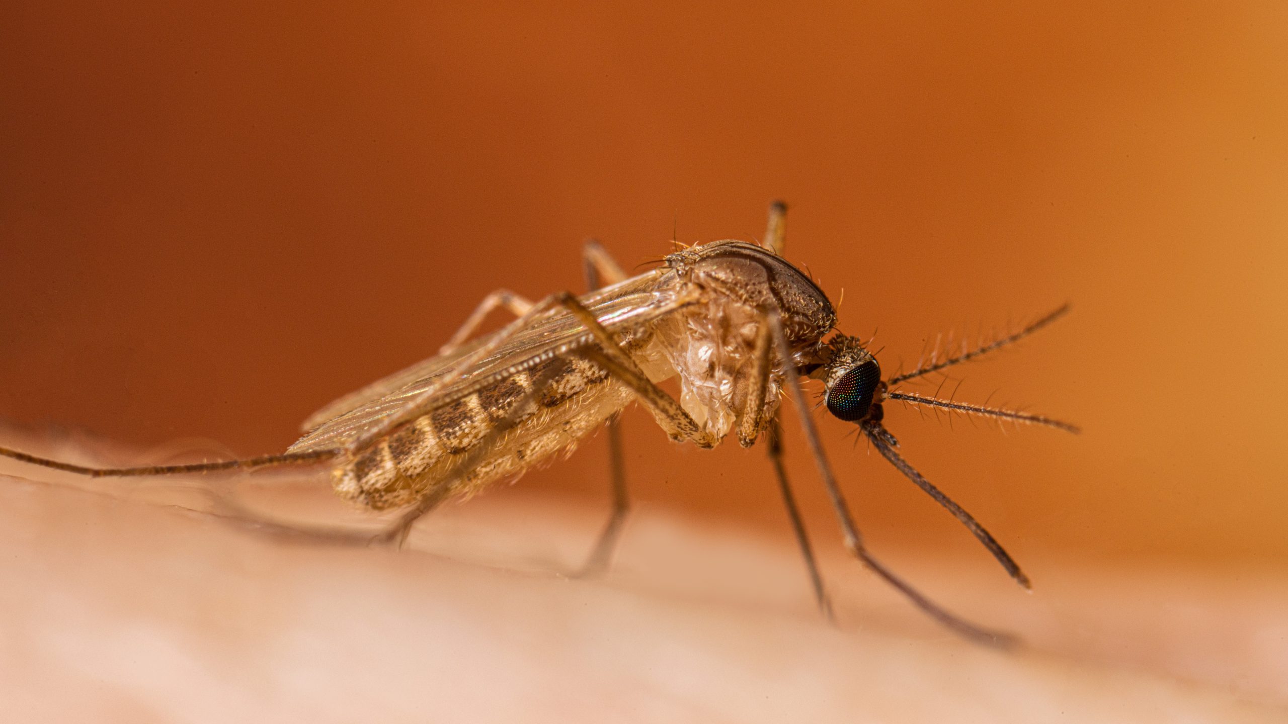 First Case Of West Nile Virus In Humans In 2025 Detected In Maryland First Case Of West Nile Virus In Humans In 2025 Detected In Maryland