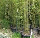 Frederick County Council Considering Bill To Ban Sale Of Invasive Bamboo Frederick County Council Considering Bill To Ban Sale Of Invasive Bamboo