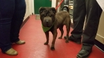 Photo of a Shar Pei named Jordan