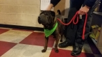 Photo of a Shar Pei named Jordan