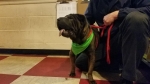 Photo of a Shar Pei named Jordan