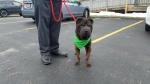 Photo of a Shar Pei named Jordan