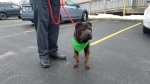 Photo of a Shar Pei named Jordan