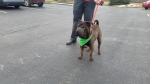 Photo of a Shar Pei named Jordan